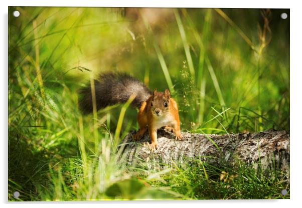 Red Squirrel Acrylic by Janette Hill