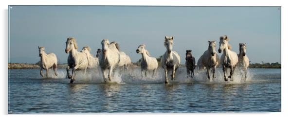 White Horses of Camargue Acrylic by Janette Hill