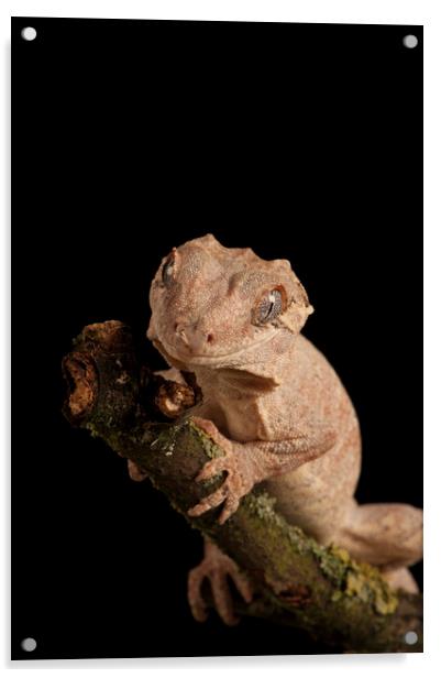 Gargoyle Gecko Portrait Acrylic by Janette Hill