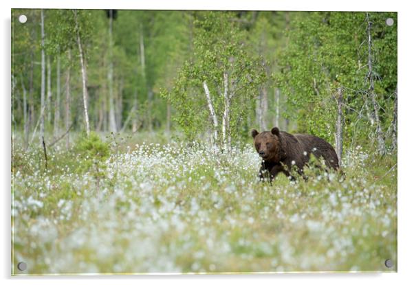 Brown Bear in Cotton Grass Acrylic by Janette Hill