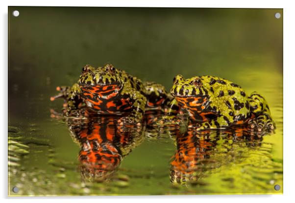 Firebelly Toad Duo Acrylic by Janette Hill