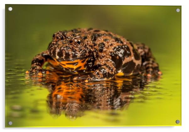 Brown Firebelly Toad  Acrylic by Janette Hill