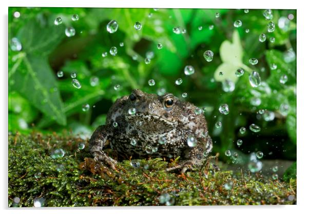 Rainy Toad Acrylic by Janette Hill