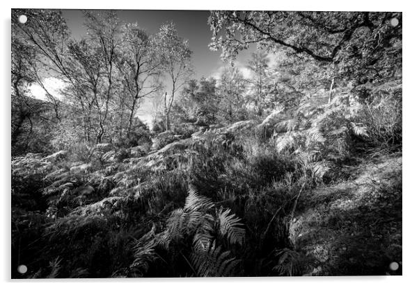 Ferns and Trees in mono Acrylic by Janette Hill