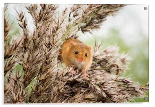 Harvest Mouse  Acrylic by Janette Hill