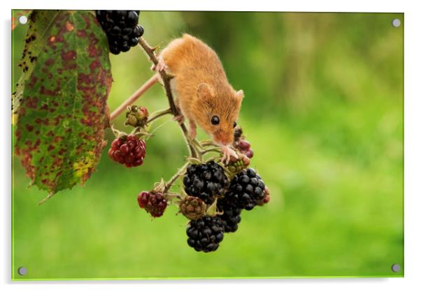 Harvest Mouse and Berries Acrylic by Janette Hill