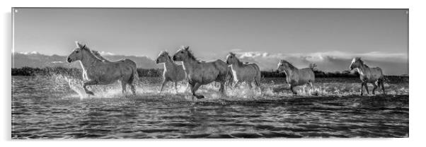 Sea Horses panorama mono Acrylic by Janette Hill