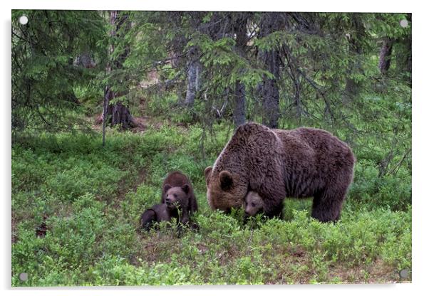 Brown Bear Family, Finland Acrylic by Janette Hill