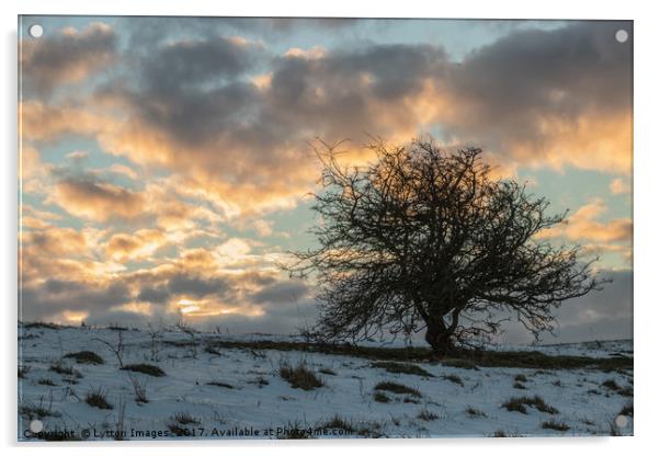 Lonely Tree sunrise in winter Acrylic by Wayne Lytton