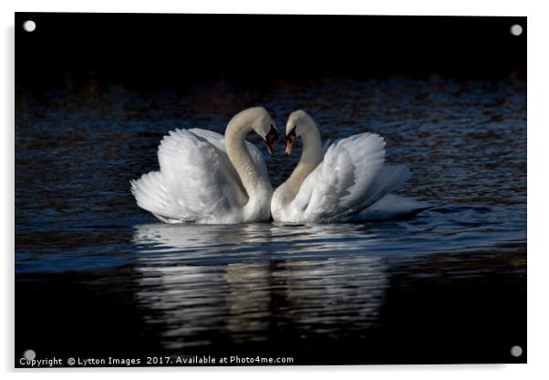 Saint Valentines day Swans Acrylic by Wayne Lytton