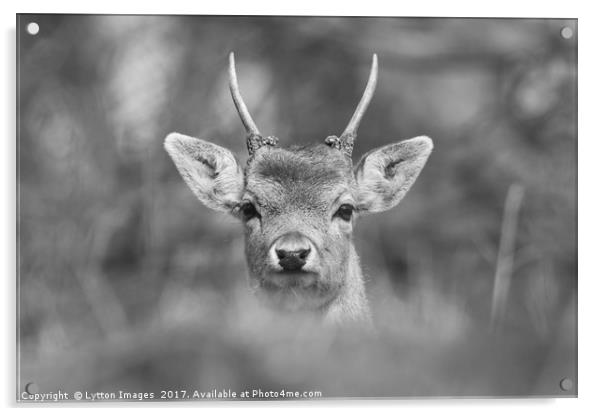 Young Buck  Acrylic by Wayne Lytton