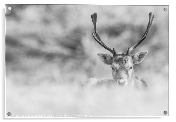 black and white stag  Acrylic by Wayne Lytton