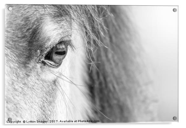 A horses Eye (black and white) Acrylic by Wayne Lytton