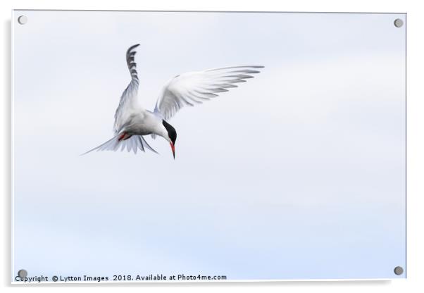 Guardian Angel (common Tern) Acrylic by Wayne Lytton