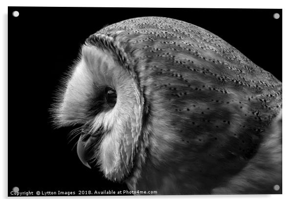 Barn Owl Portrait  Acrylic by Wayne Lytton