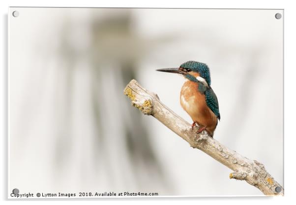 Kingfisher Acrylic by Wayne Lytton