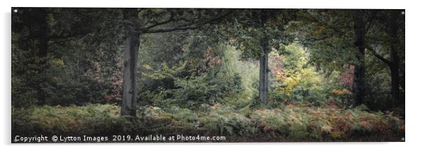 Beneath The Oaks - Panoramic Acrylic by Wayne Lytton