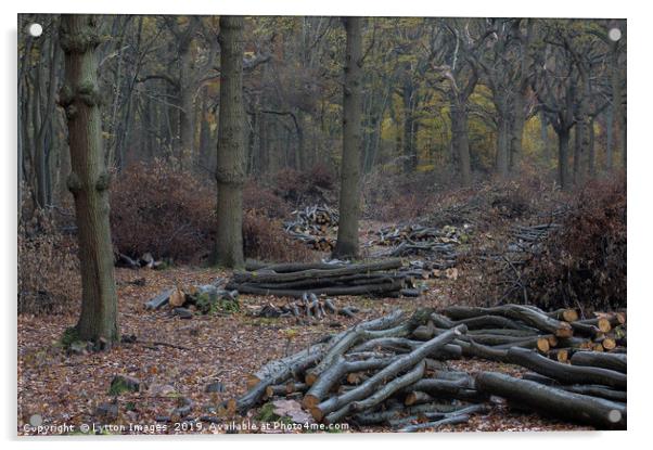 Army Of Oaks - The Battlefield Acrylic by Wayne Lytton