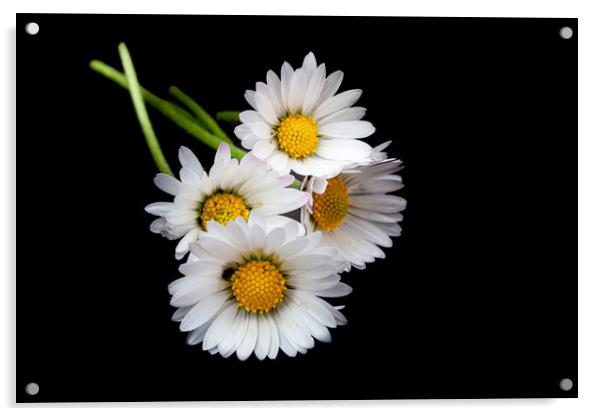 The Majestic Oxeye Daisies Acrylic by Kevin Snelling