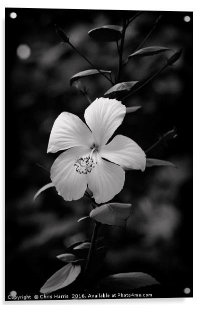 Hibiscus Rosa-Sinensis Acrylic by Chris Harris