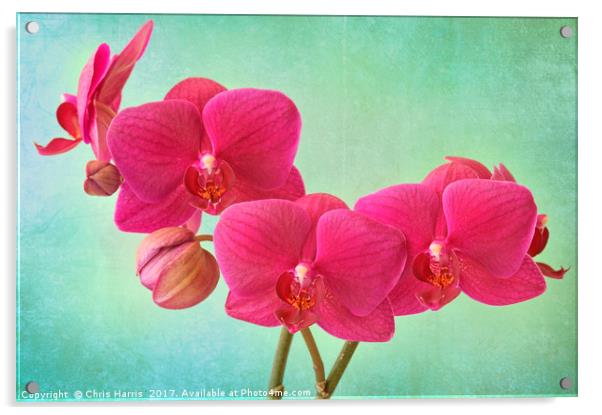 Orchid Magenta Acrylic by Chris Harris