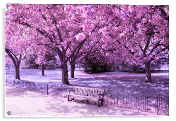 Under the blossom trees - Infrared Acrylic by Chris Harris