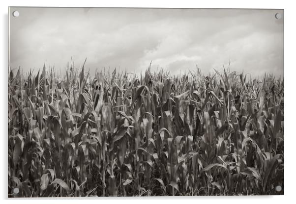 Corn Fields Acrylic by bliss nayler