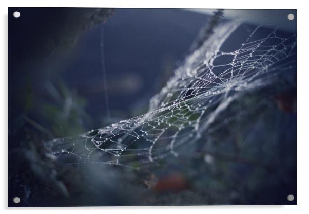 Spider Web Acrylic by bliss nayler