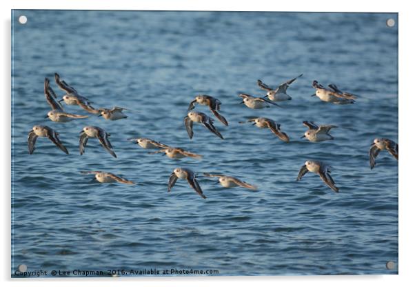 Grain of Sanderlings in Flight Acrylic by Lee Chapman