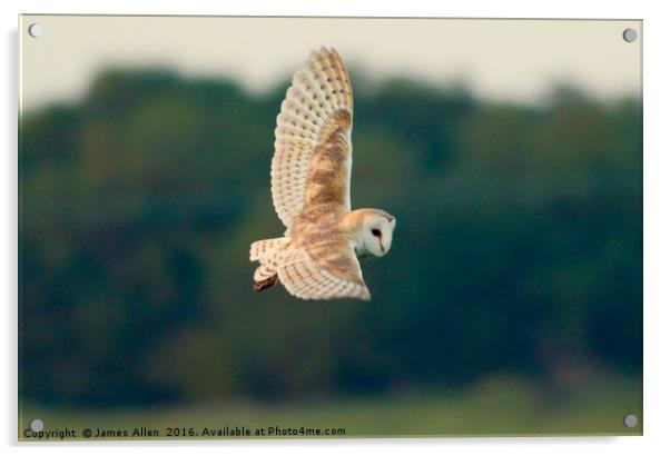Barn Owl Hunting  Acrylic by James Allen
