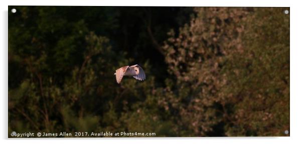 Barn Owl Hunting  Acrylic by James Allen