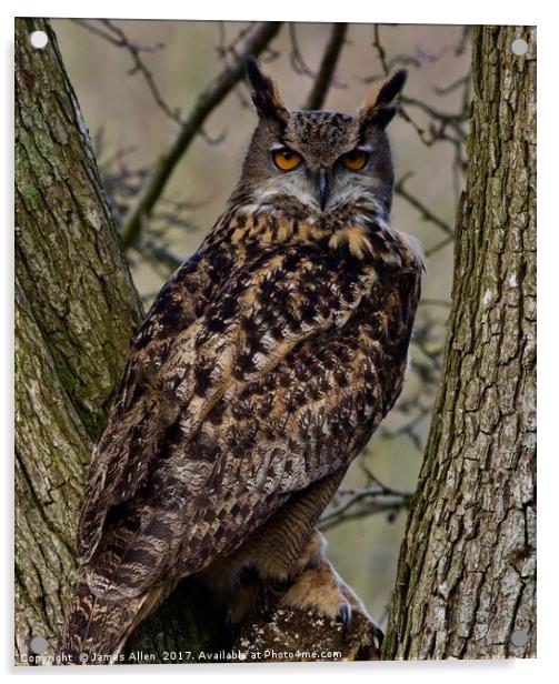 European Owl  Acrylic by James Allen