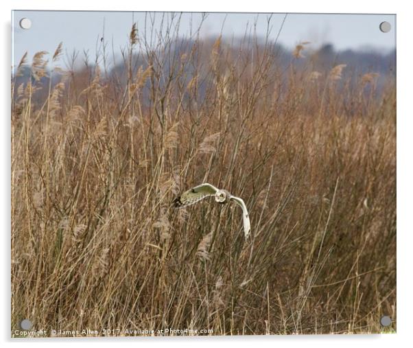 Short Eared Owl Hunting for Lunch! Acrylic by James Allen