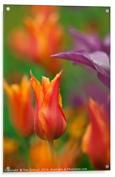 Orange Tulip Acrylic by Tom Dolezal