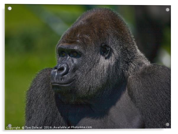 Silverback gorilla Acrylic by Tom Dolezal