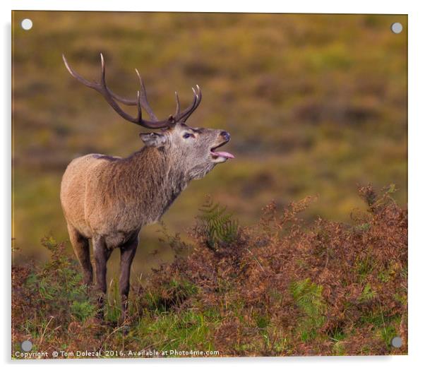 Highlands rutting stag Acrylic by Tom Dolezal