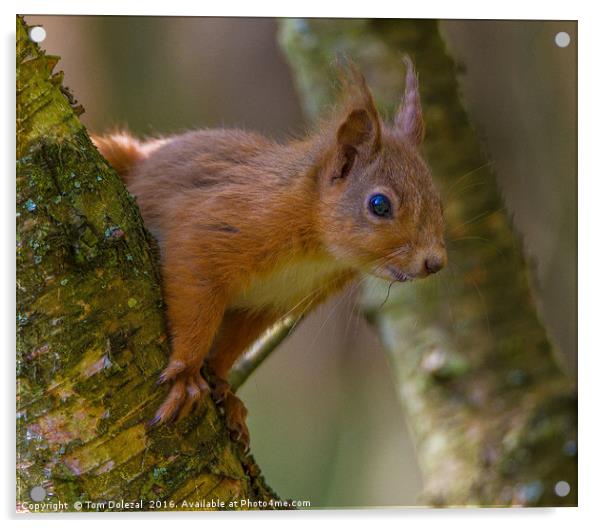 Inquisitive red squirrel. Acrylic by Tom Dolezal
