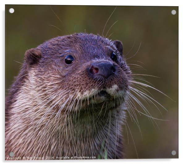 Otter portrait Acrylic by Tom Dolezal