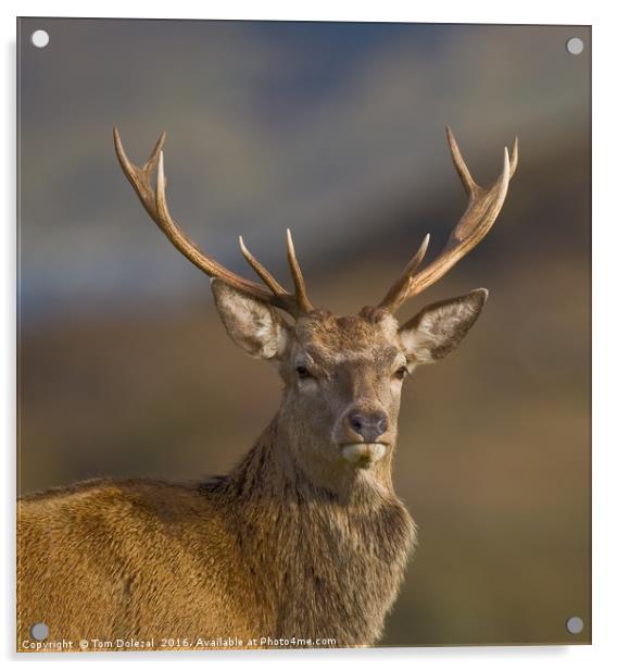 Highland Red deer Stag portrait Acrylic by Tom Dolezal