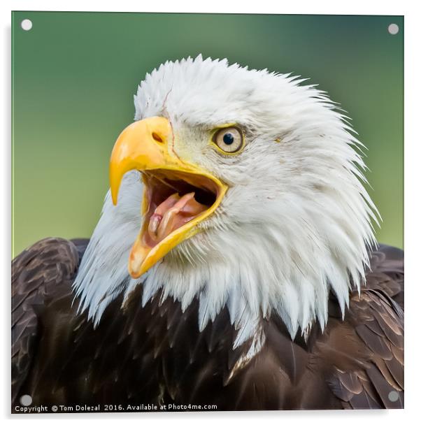 Bald Eagle portrait Acrylic by Tom Dolezal