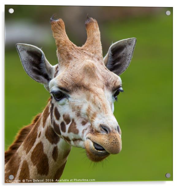 Giraffe portrait Acrylic by Tom Dolezal