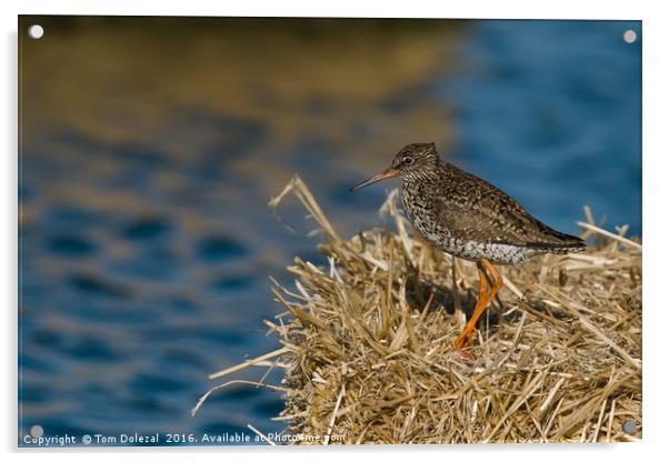 Redshank searching for lunch Acrylic by Tom Dolezal