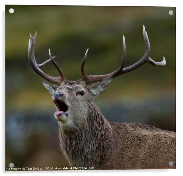 Roaring Highland stag Acrylic by Tom Dolezal