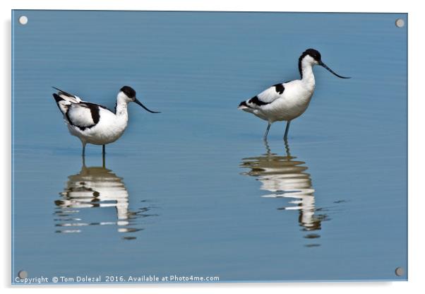 Wading Avocet reflections Acrylic by Tom Dolezal