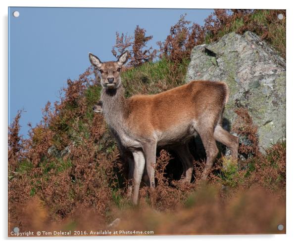 Red deer fawn Acrylic by Tom Dolezal