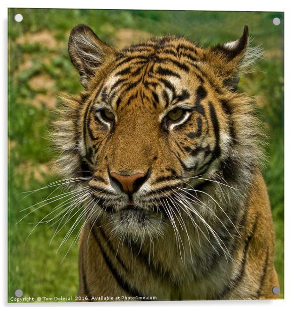 Amur tiger portrait Acrylic by Tom Dolezal