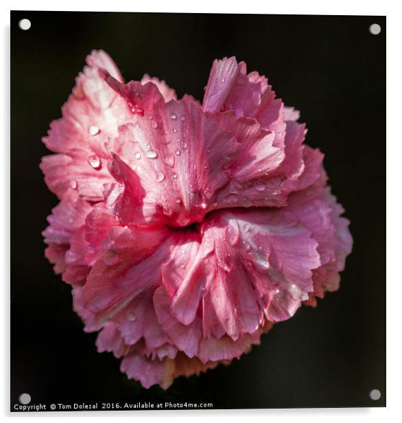 Carnation dew Acrylic by Tom Dolezal