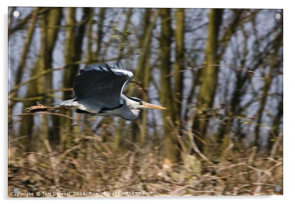 Grey Heron flyby Acrylic by Tom Dolezal