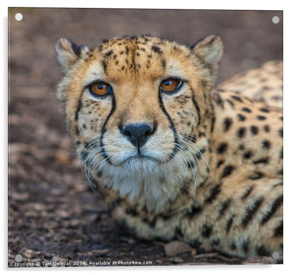 Cheetah portrait Acrylic by Tom Dolezal