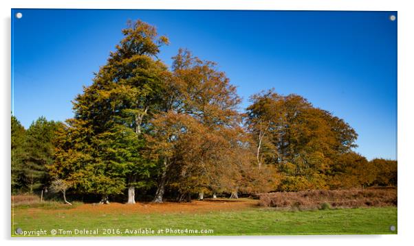Autumn woodland scene Acrylic by Tom Dolezal